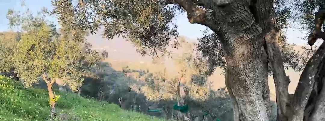 Alberi