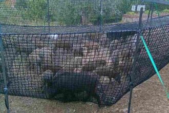 Cinghiali nella pig-brig