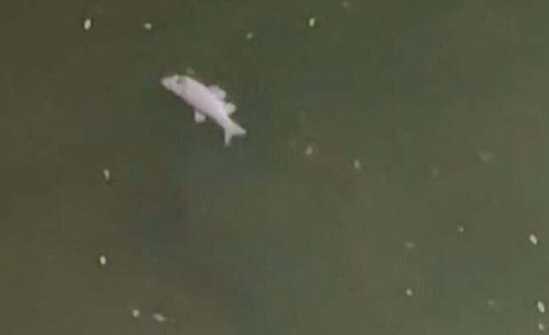 Pesci morti nel fiume Tanagro