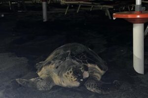 Caretta caretta