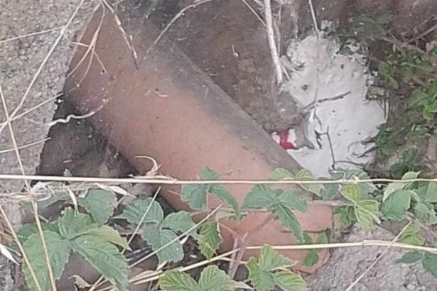 Sassano, ritrovato tubo in ferro dalle guardie zoofile