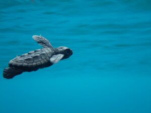 Tartaruga caretta caretta