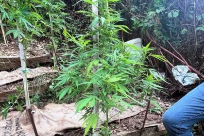 Marijuana