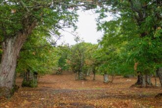 Castagne Roccadaspide
