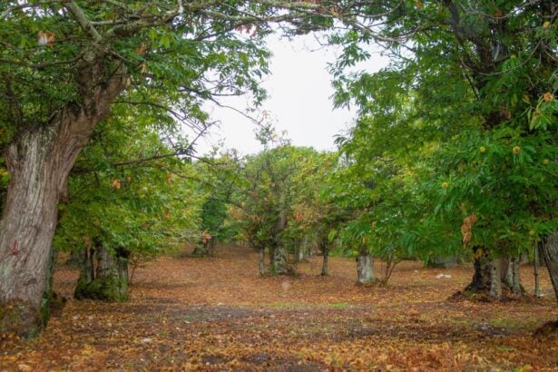 Castagne Roccadaspide