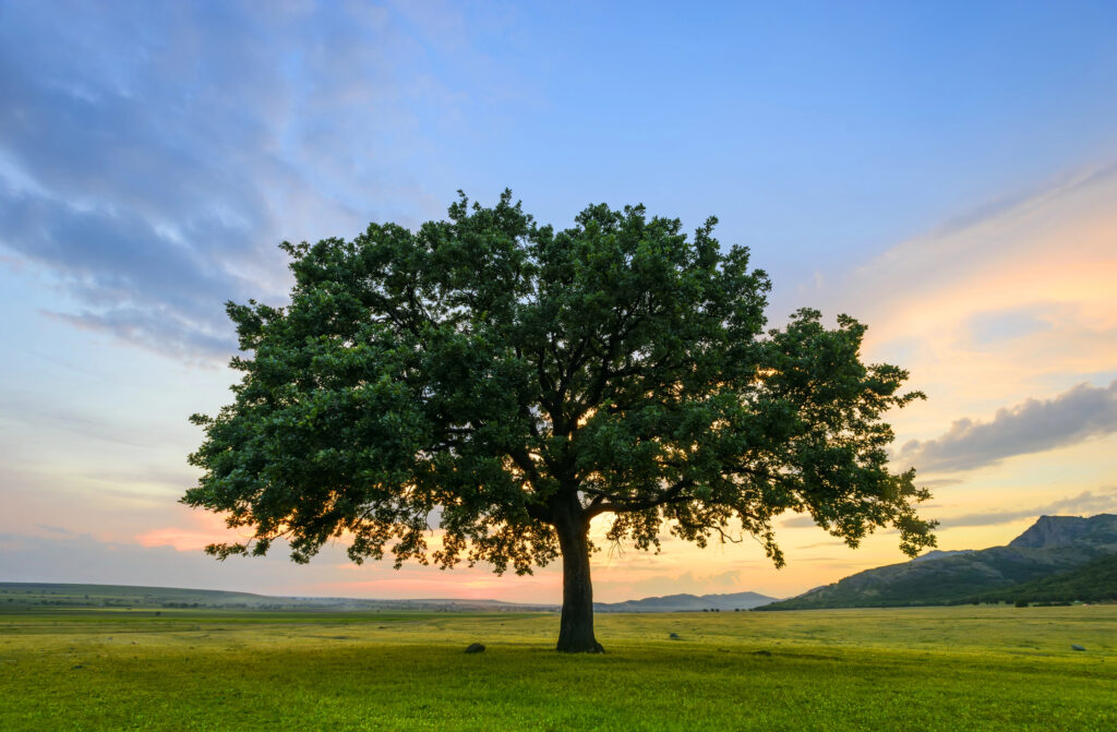 Albero