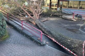 Fisciano, albero caduto