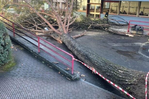 Fisciano, albero caduto