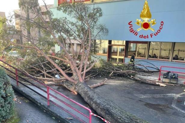 Fisciano, albero caduto