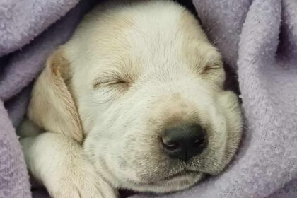 Cane