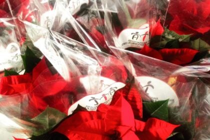 Stelle di Natale Ail