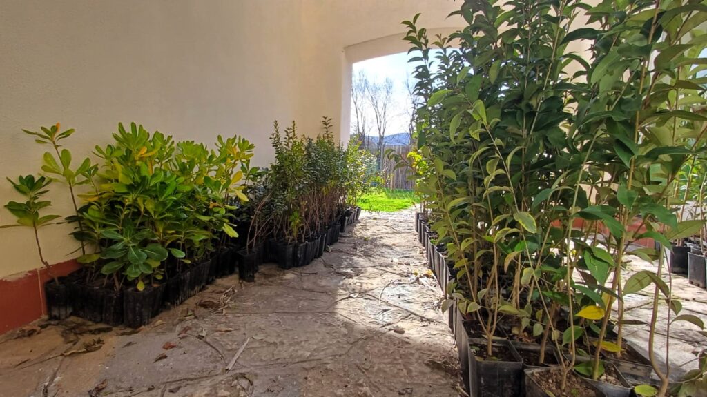 Agropoli, piante