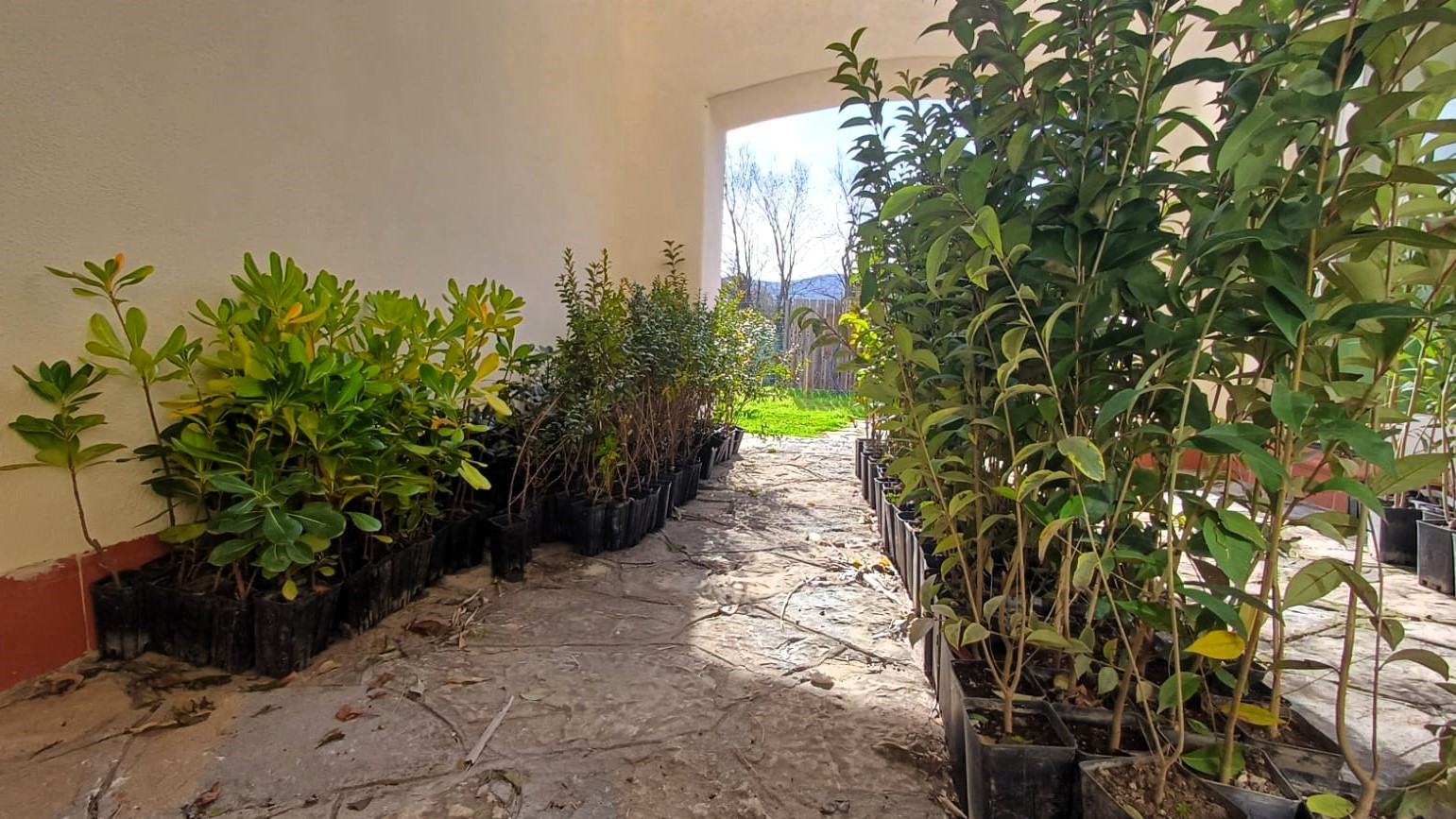 Agropoli, piante