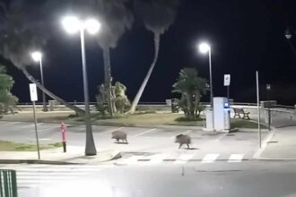 Castellabate, lungomare, cinghiali