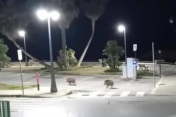 Castellabate, lungomare, cinghiali