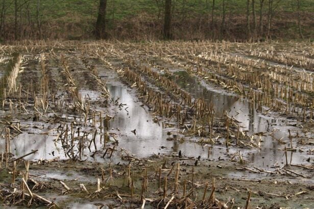 Maltempo agricoltura