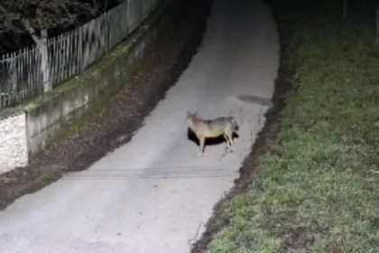Lupo