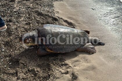 caretta-caretta