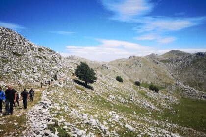 Cervati