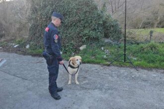 Montesano sulla Marcellana, cane