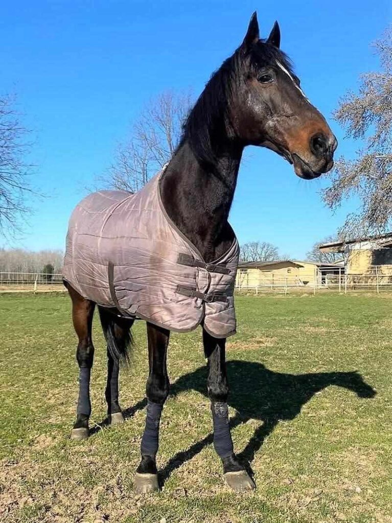 Varenne, cavallo