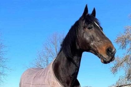 Varenne, cavallo