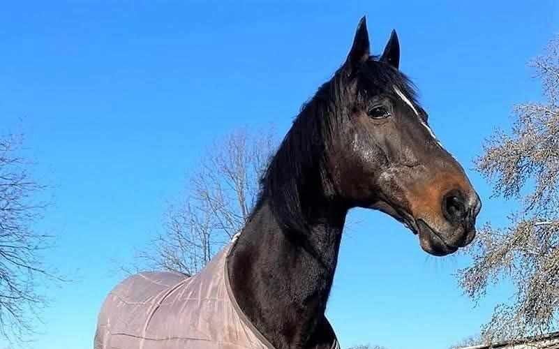 Varenne, cavallo