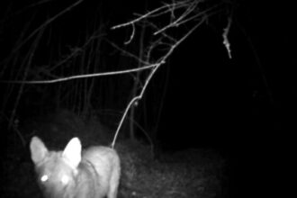 Lupo a Buonabitacolo