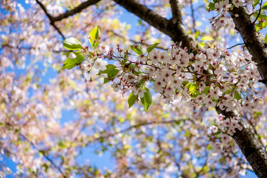 Primavera