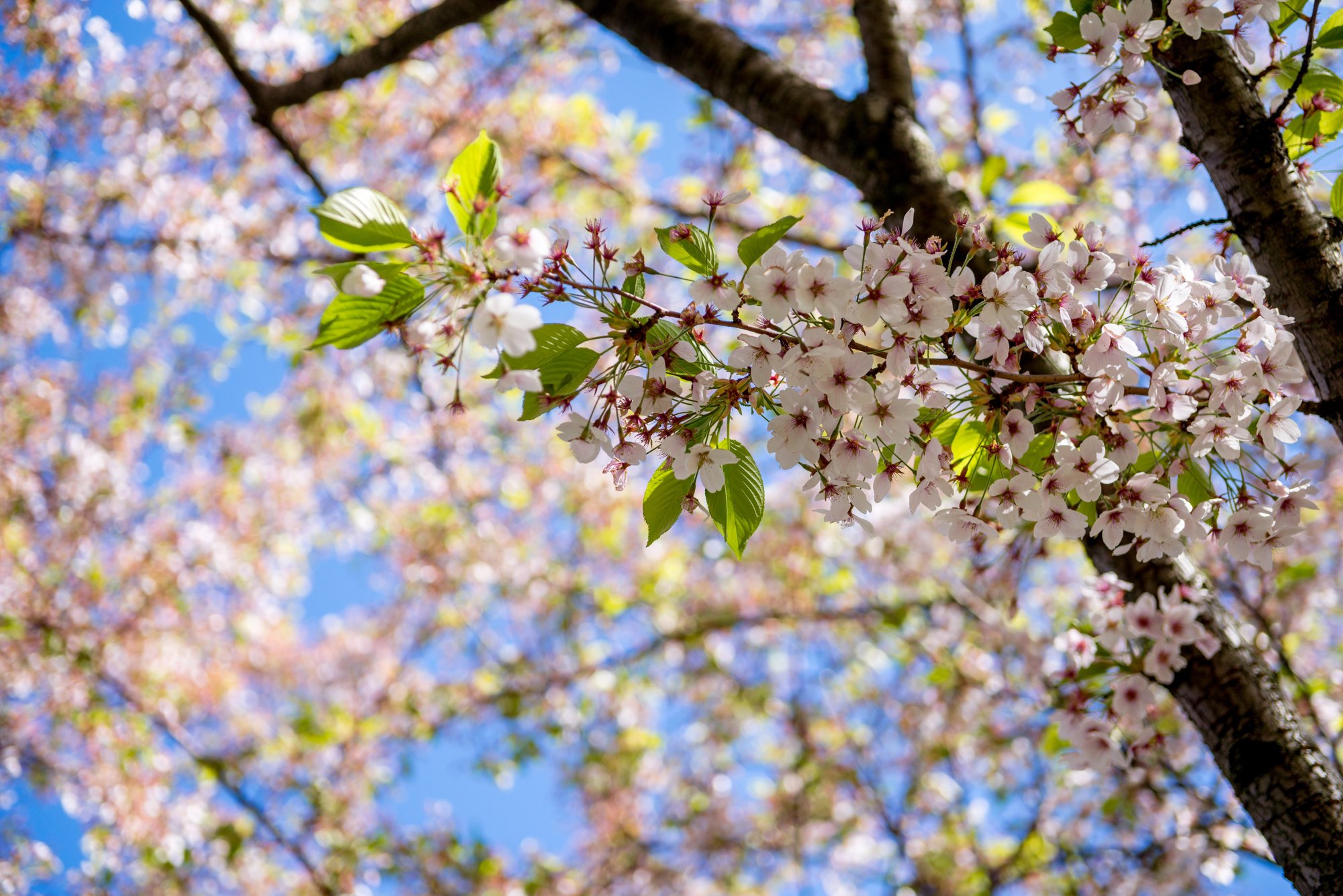 Primavera