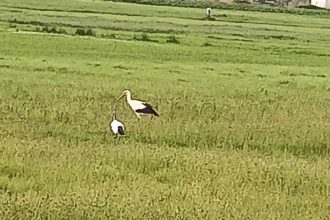 Cicogna Vallo di Diano