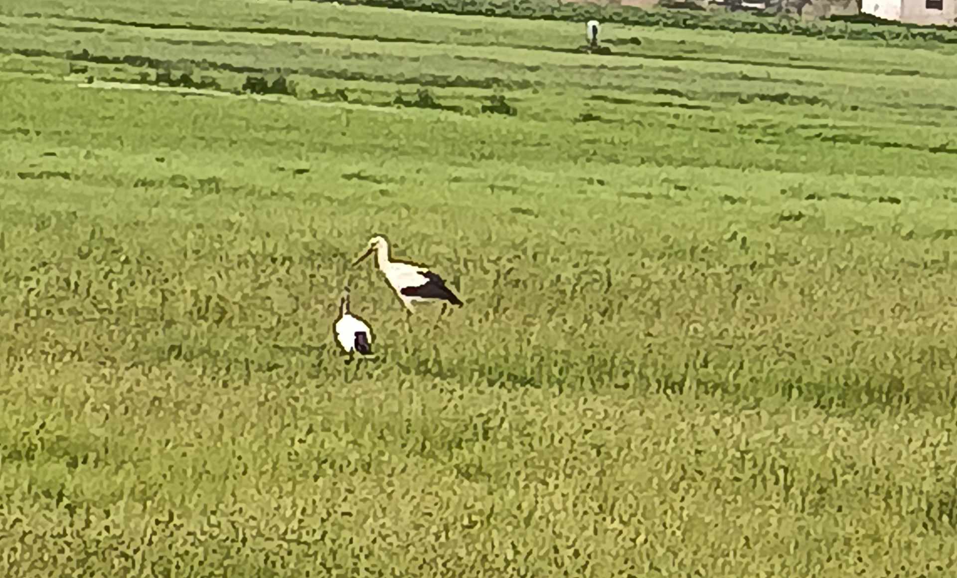 Cicogna Vallo di Diano