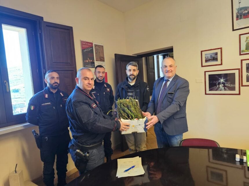 Asparagi Polla