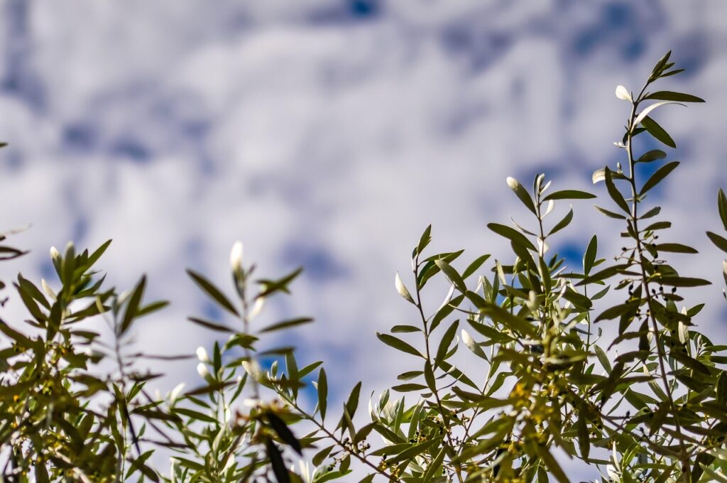 Domenica delle Palme