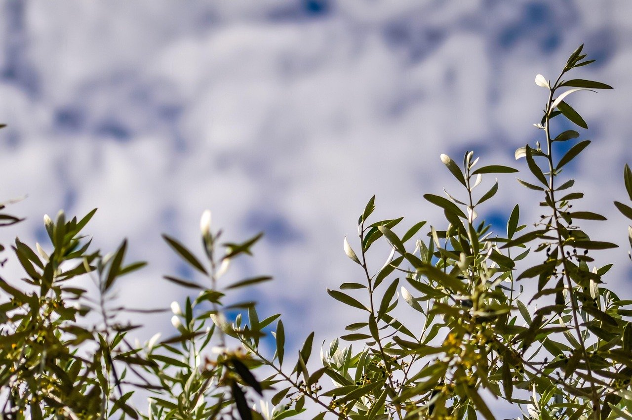Domenica delle Palme