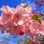 Fiori Aprile Primavera