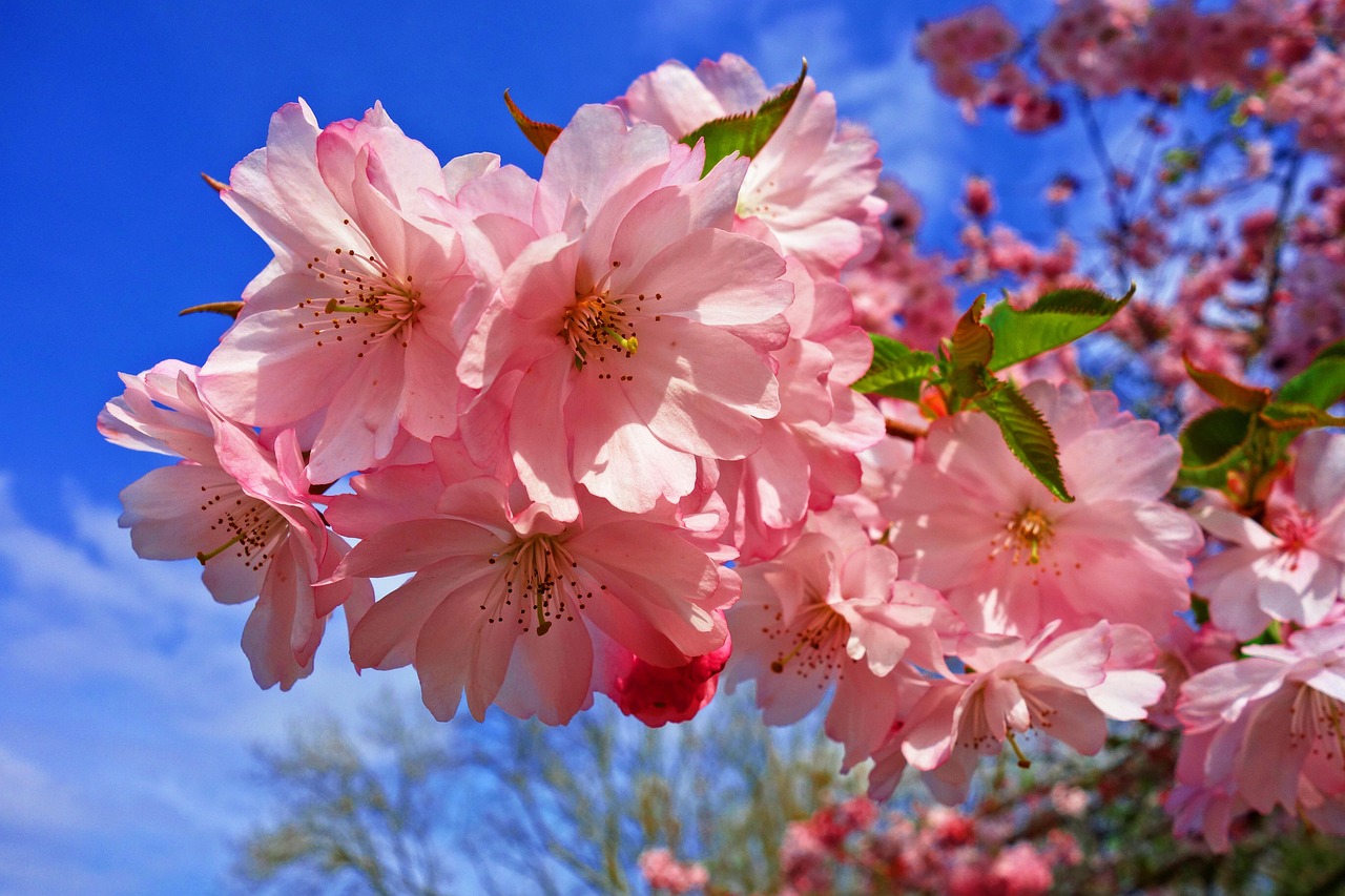 Fiori Aprile Primavera