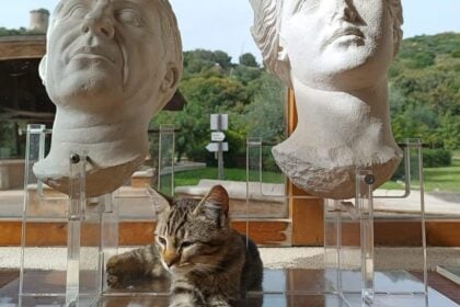 Gatti di Velia