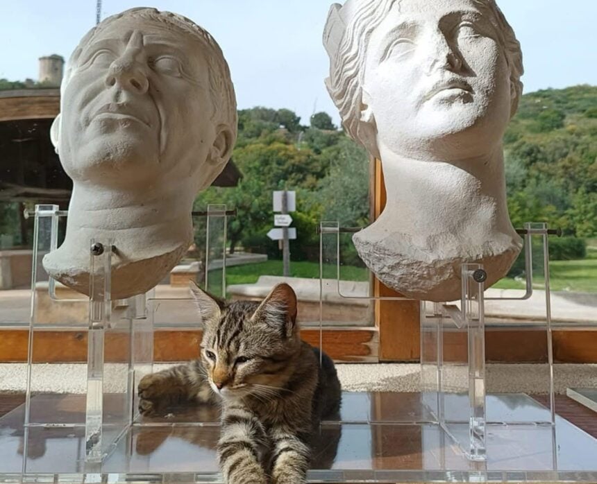Gatti di Velia
