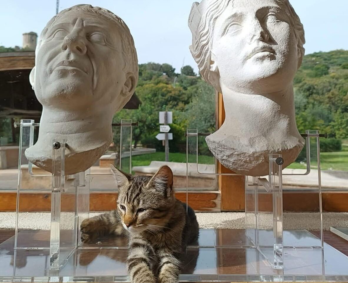 Gatti di Velia