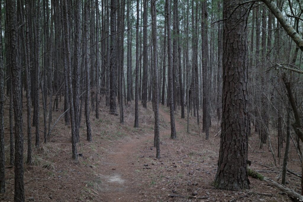 Pineta