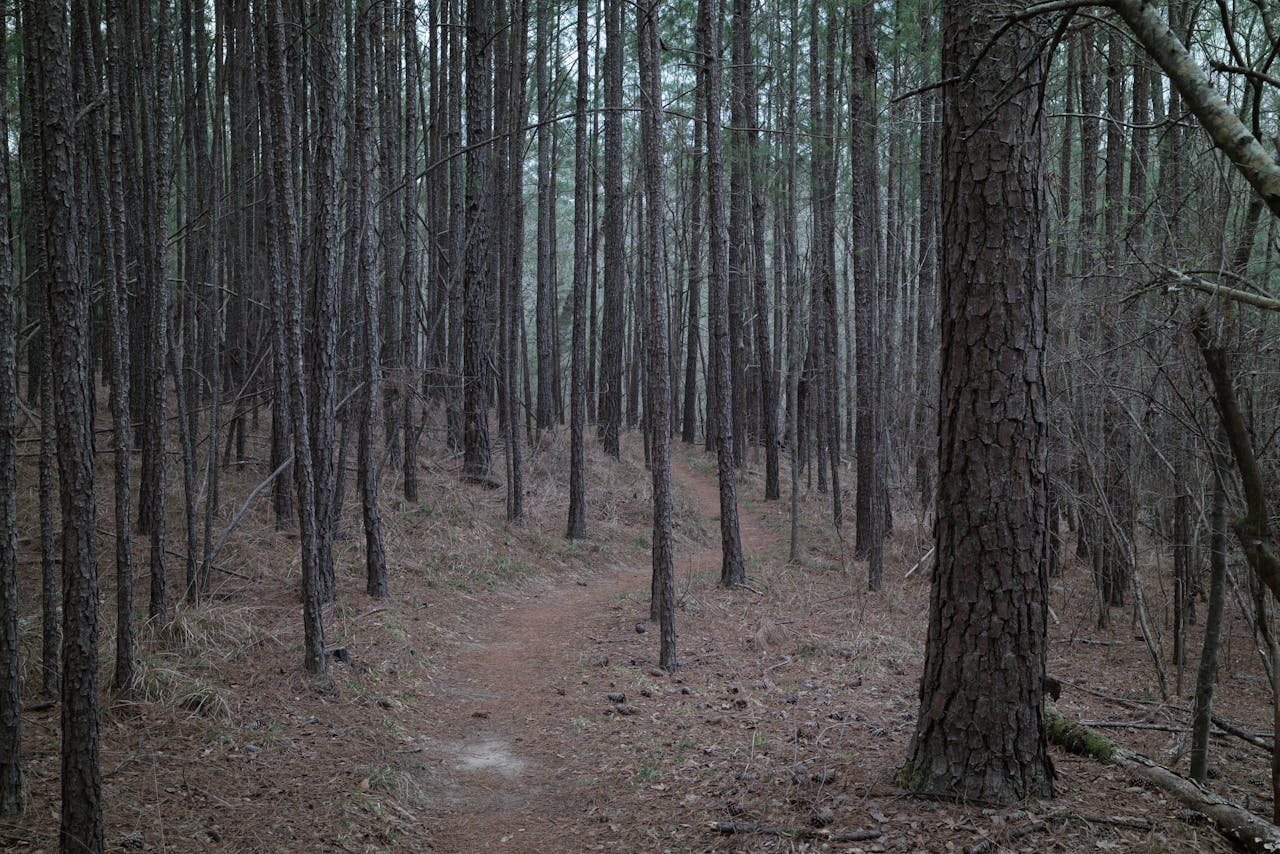 Pineta