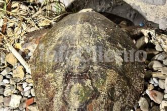 Caretta Caretta Capitello