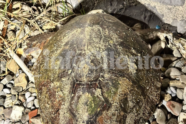 Caretta Caretta Capitello