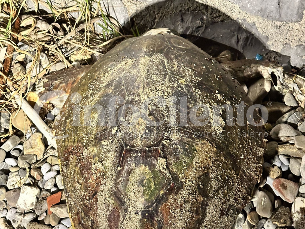 Caretta Caretta Capitello