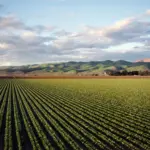 Agricoltura