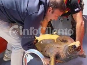 Caretta Caretta