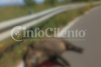 Cinghiale Cilentana