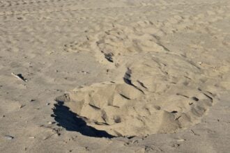 Nido caretta caretta