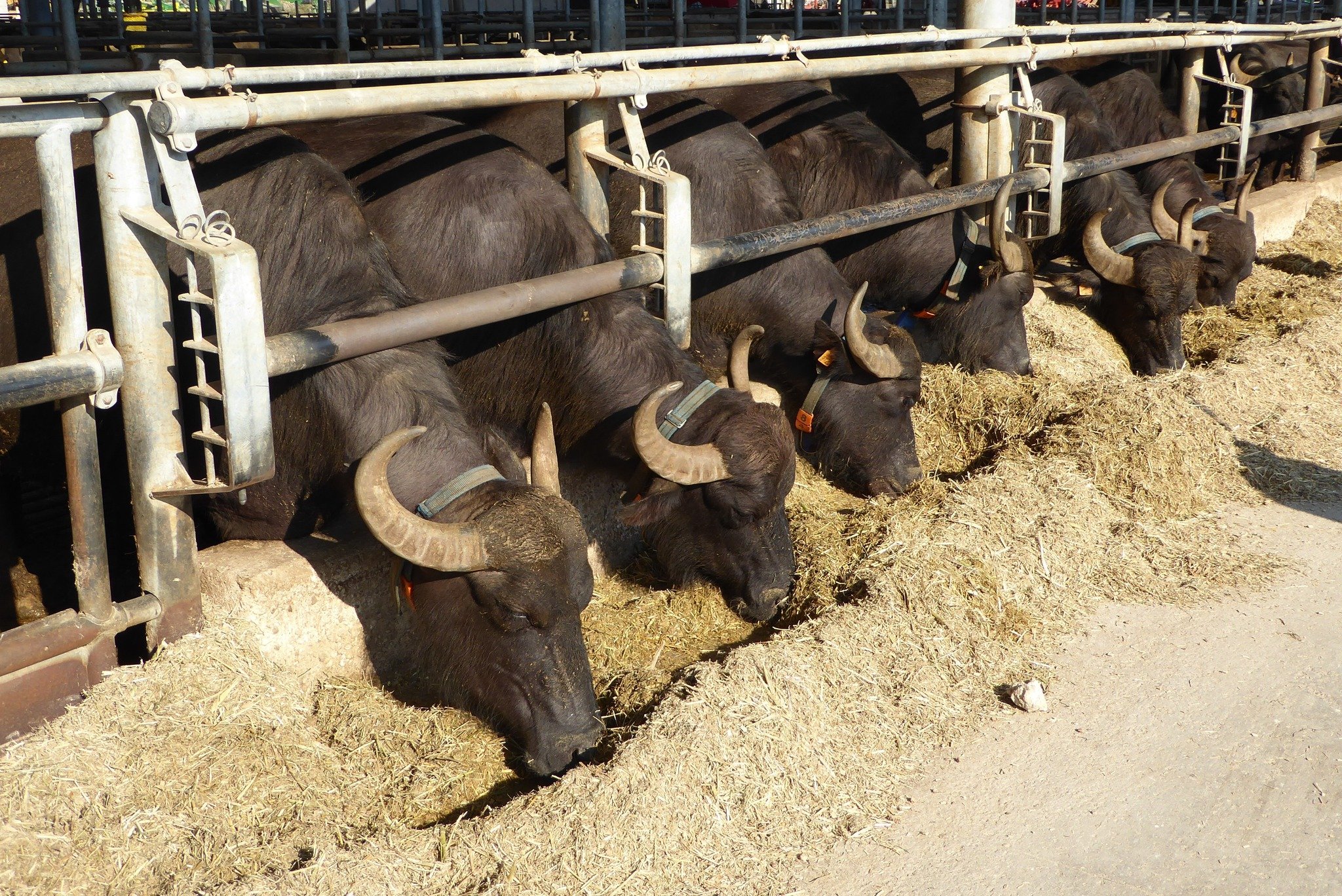 Bufale